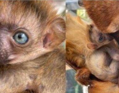 Nascita nuovo lemure nero dagli occhi azzurri