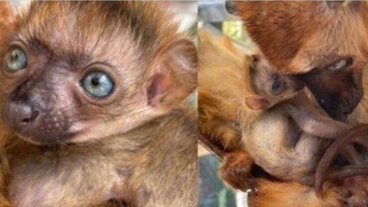 Nascita nuovo lemure nero dagli occhi azzurri