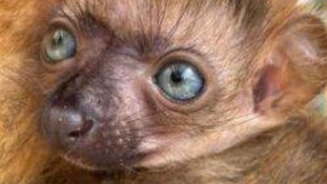 Lemure nero dagli occhi azzurri