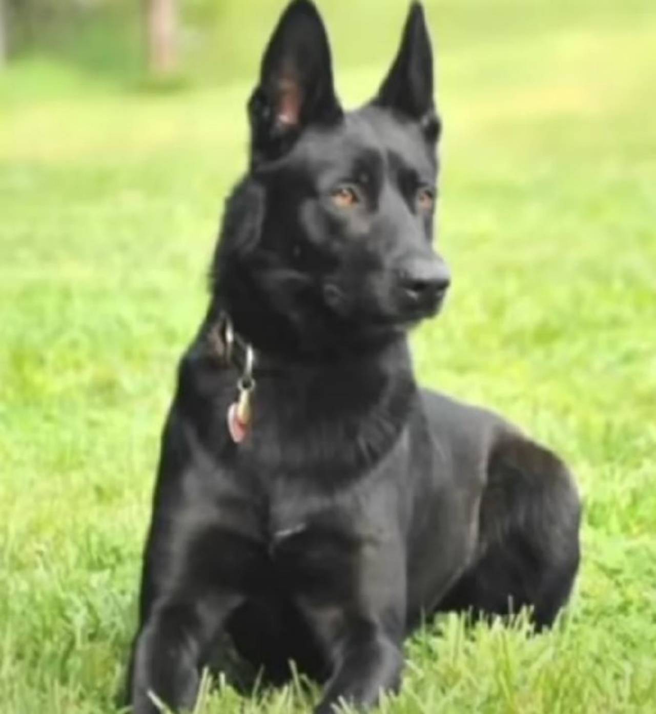 Un cane poliziotto di nome Lucas