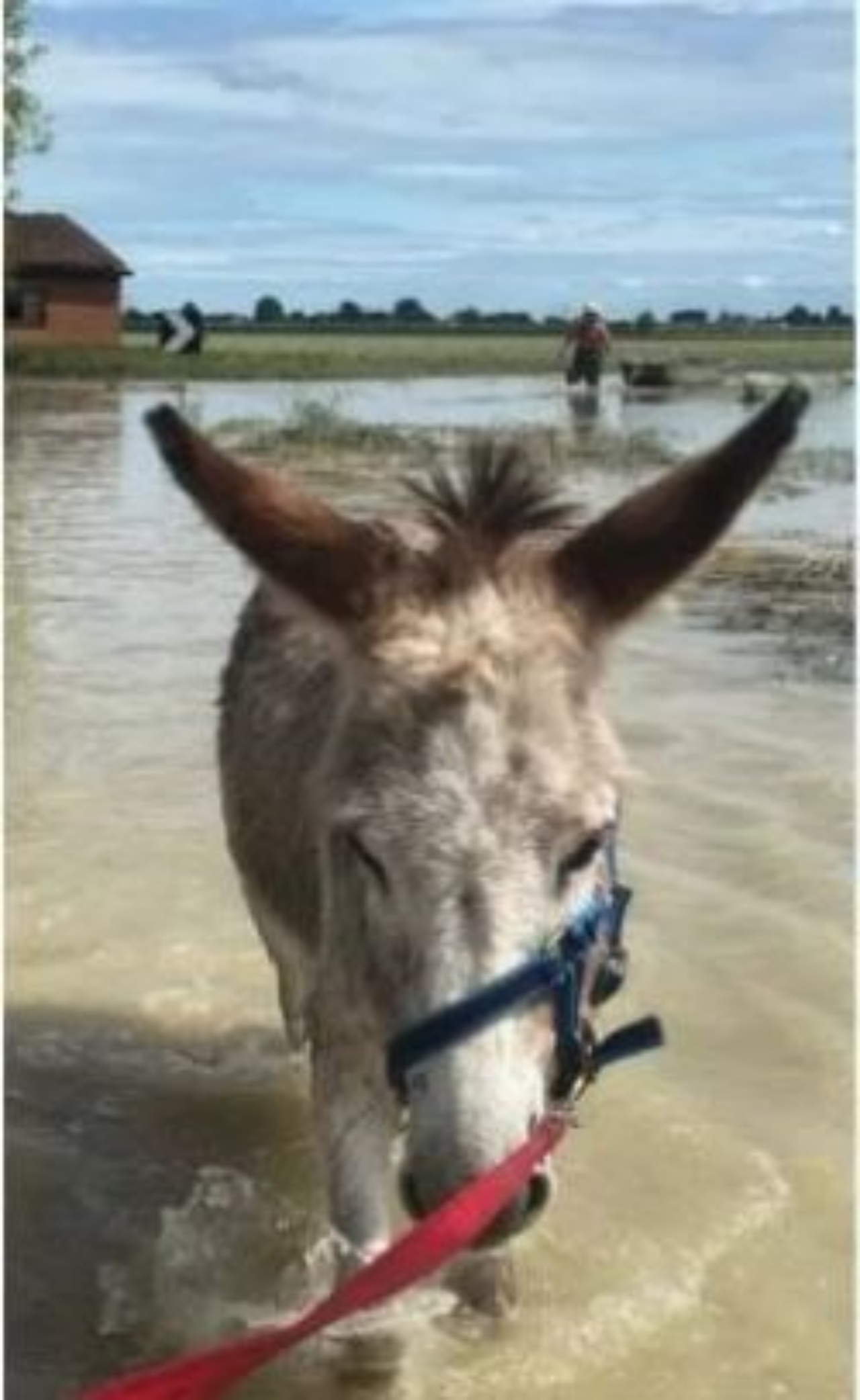 Un asinello di nome Mais nell'acqua