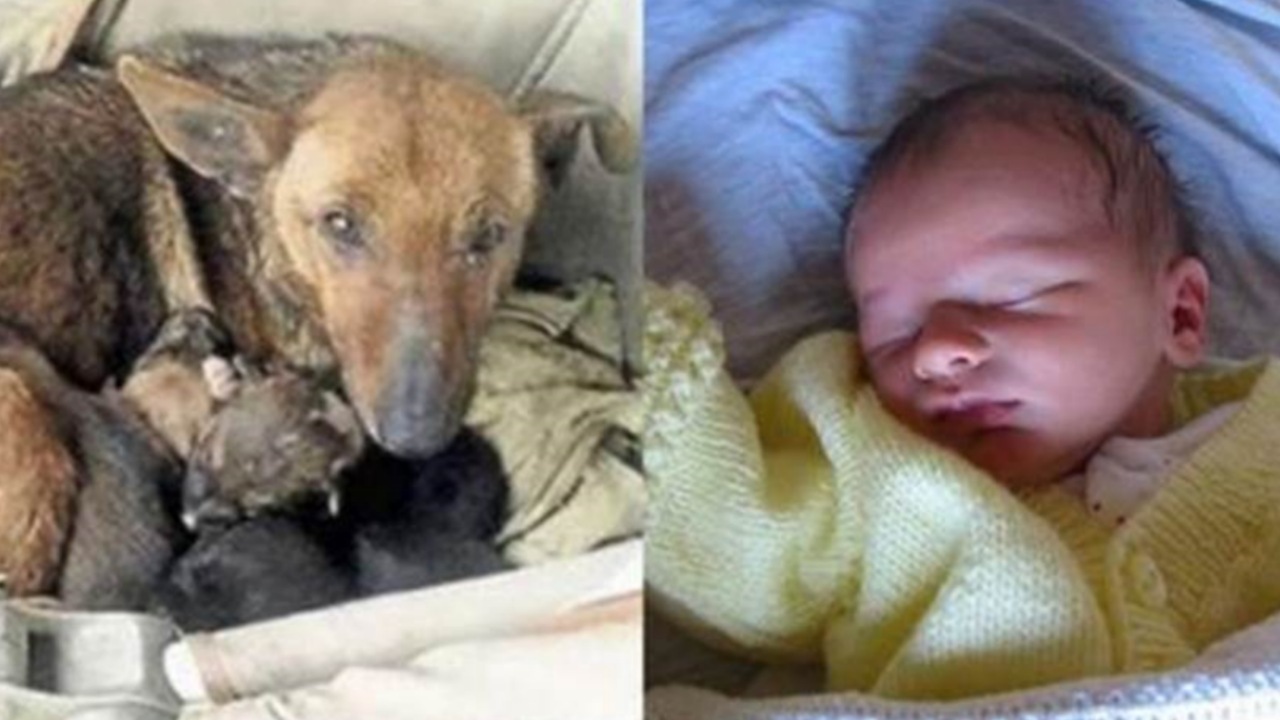 Mamma abbandona il bambino: una cagnolina gli salva la vita