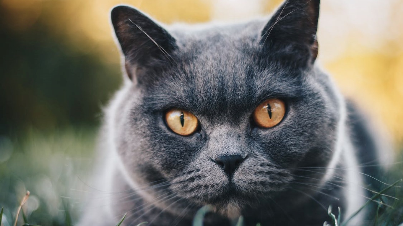 Marito lascia il gatto in rifugio: la moglie chiede il divorzio