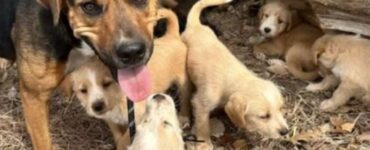 un cane con dei cuccioli