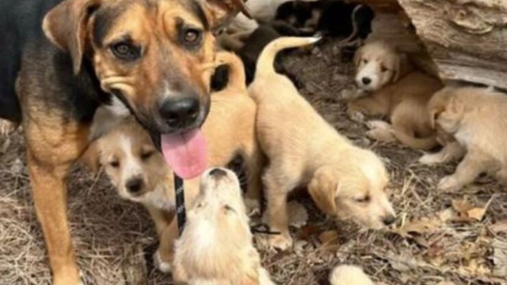 un cane con dei cuccioli