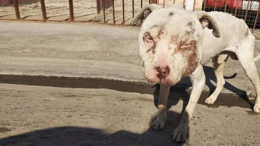 Questo povero cagnolino è stato trovato con il muso gonfio e il corpo pieno di ferite