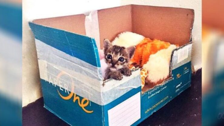 Cucciolo di gatto dentro la scatola