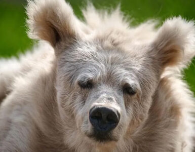 L’orso Chada
