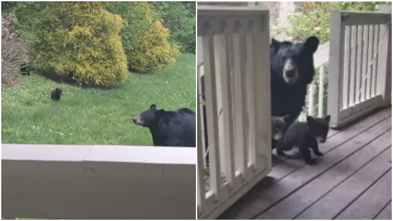 Orso bruno fa visita all'uomo che l'ha sfamata anni fa