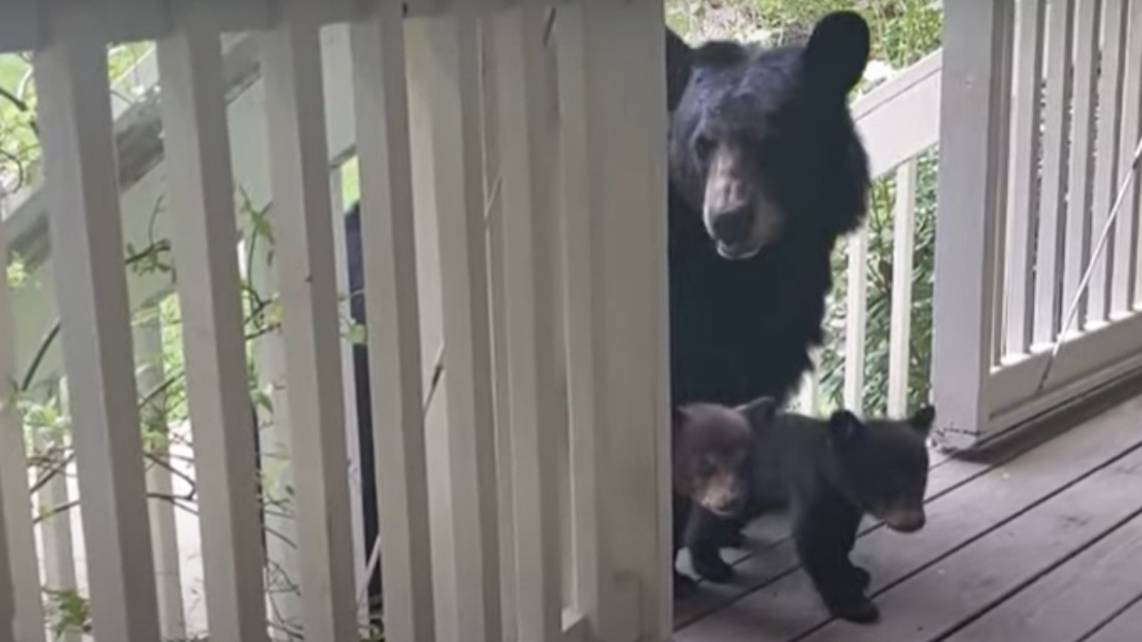 Orso bruno fa visita all'uomo che l'ha sfamata anni fa