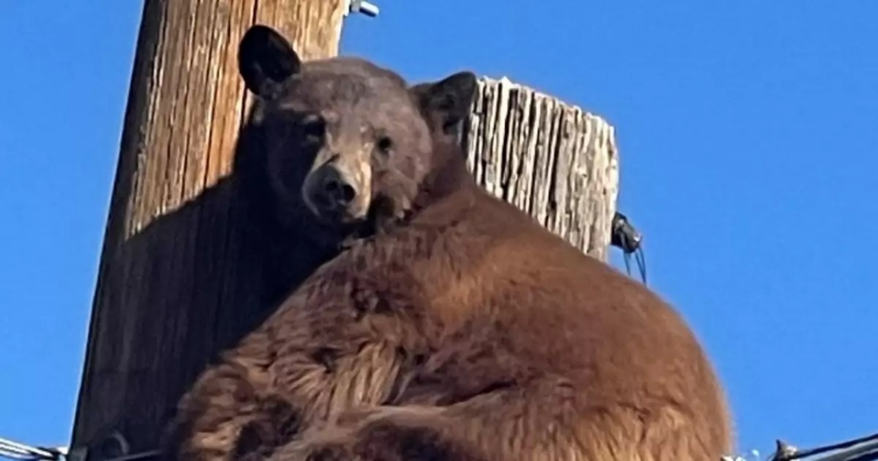 Orso si è arrampicato sul palo della corrente e non riusciva più a scendere