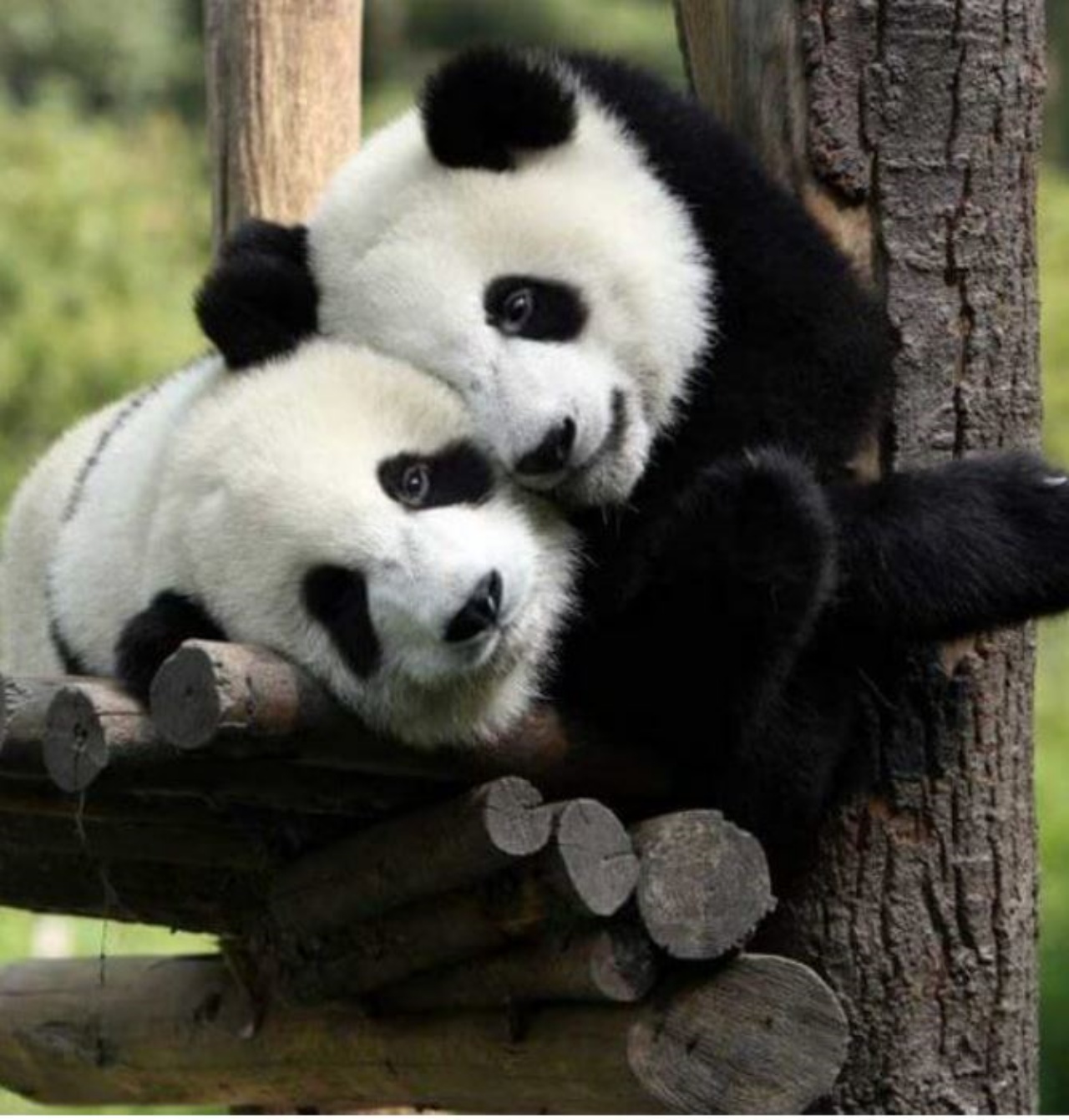 Due panda che si rilassano insieme