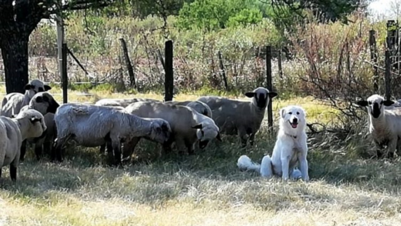 Pastore Maremmano protegge un agnello appena nato