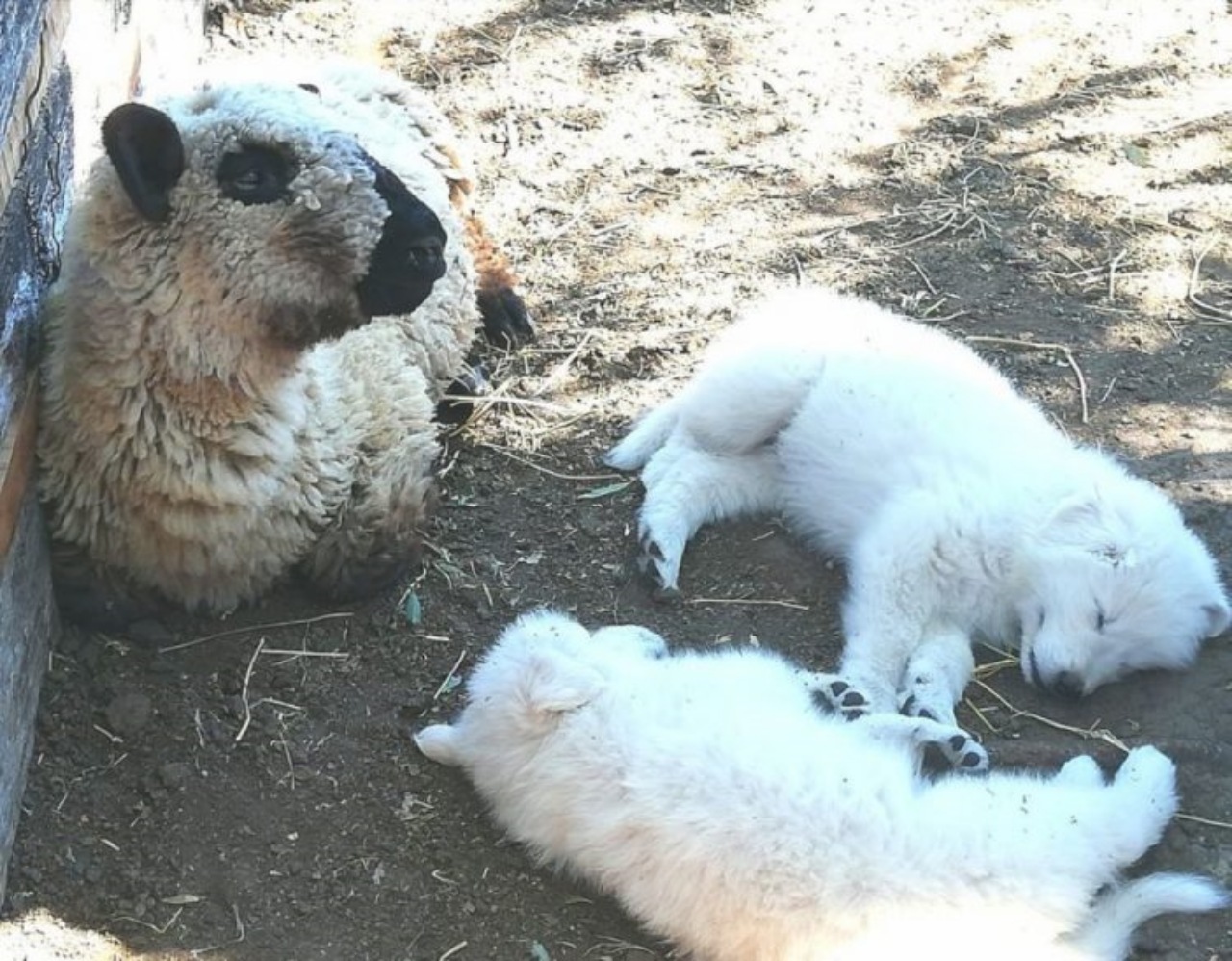 Pastore Maremmano protegge un agnello appena nato