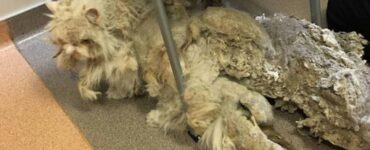 Questo povero gatto è stato trascurato per anni dal suo padrone