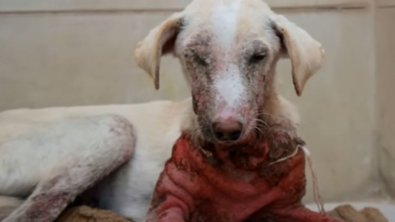 Cagnolino in gravi condizioni