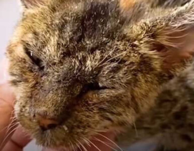 Questo povero gattino è stato abbandonato