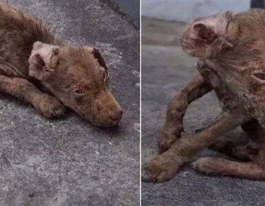 Cane in condizioni non buone