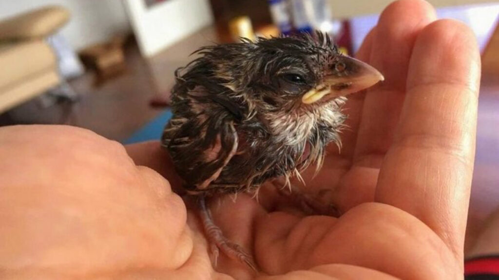 Questo piccolo passero è stato salvato da una coppia