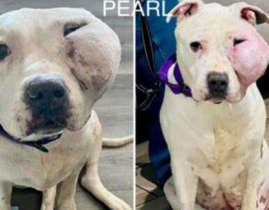 Pitbull con grave tumore cerca una nuova casa