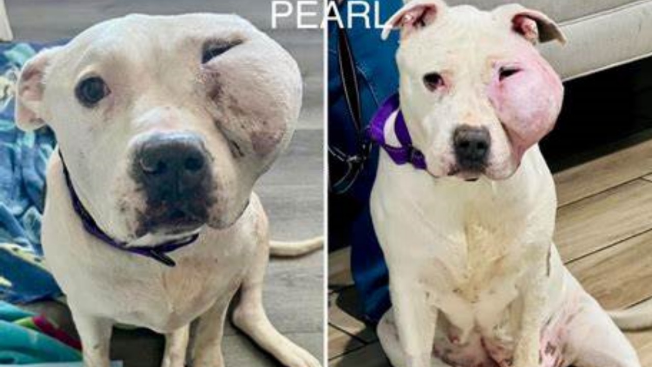 Pitbull con grave tumore cerca una nuova casa