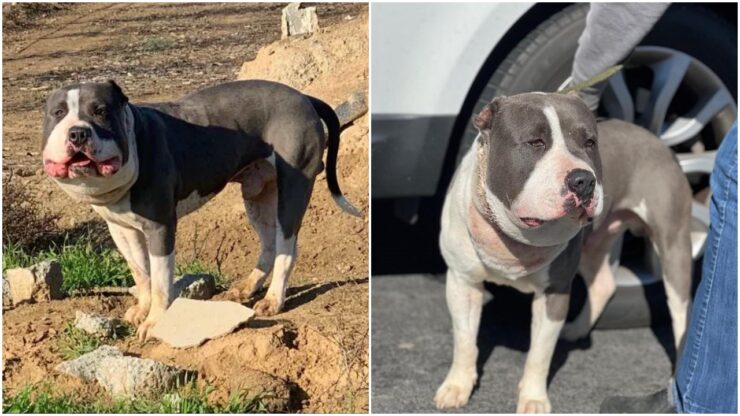 Pitbull con la faccia gonfia a causa di una catena