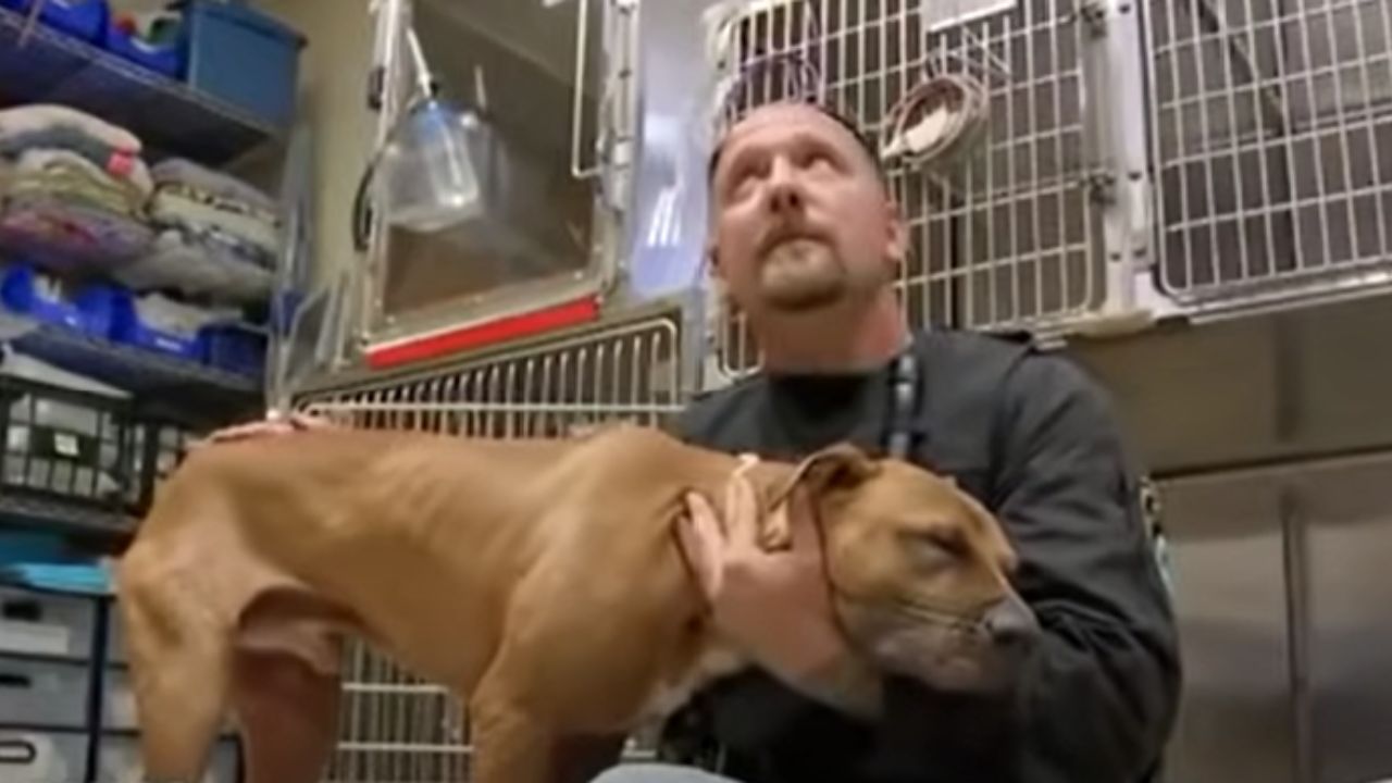 Uomo aiuta cane agonizzante
