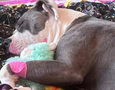 Pitbull punto da api: le sue condizioni sono critiche