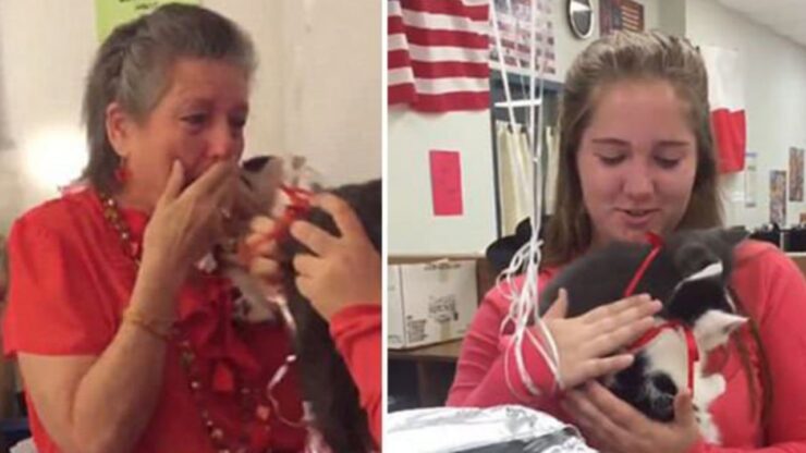 Professoressa perde il suo gatto: gli studenti le organizzano una sorpresa
