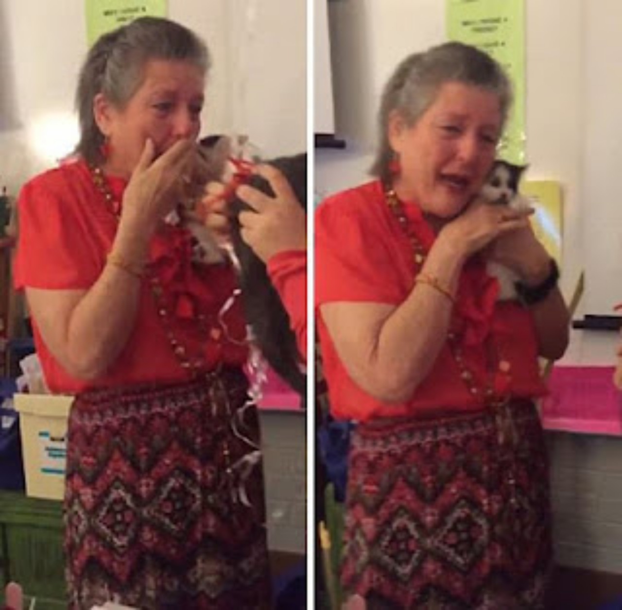 Professoressa perde il suo gatto: gli studenti le organizzano una sorpresa