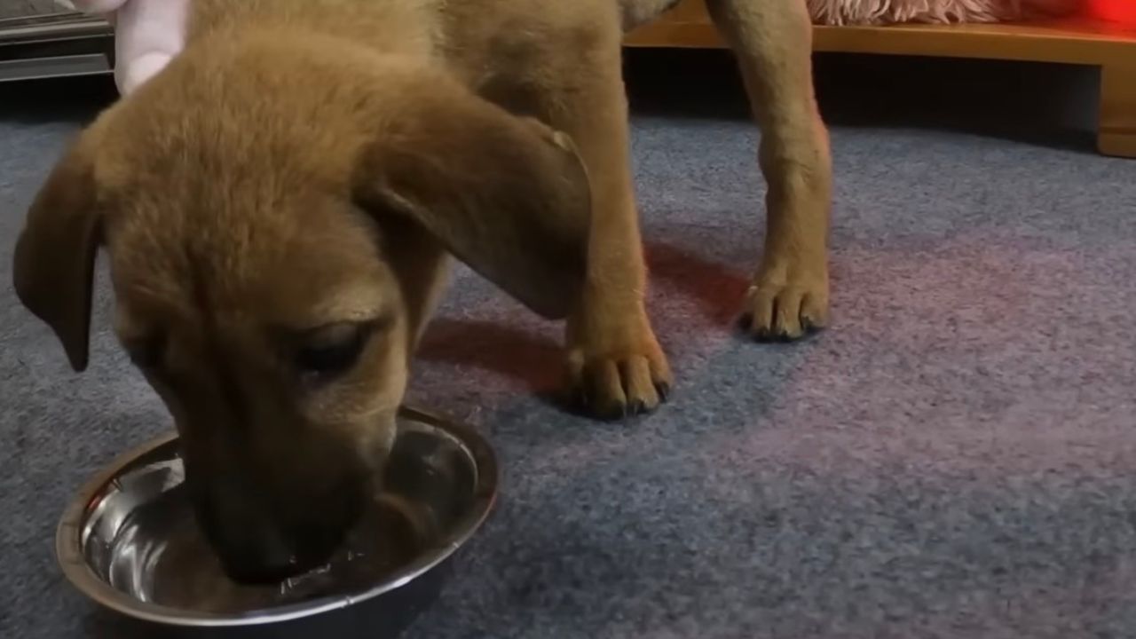 Cane mangia la pappa