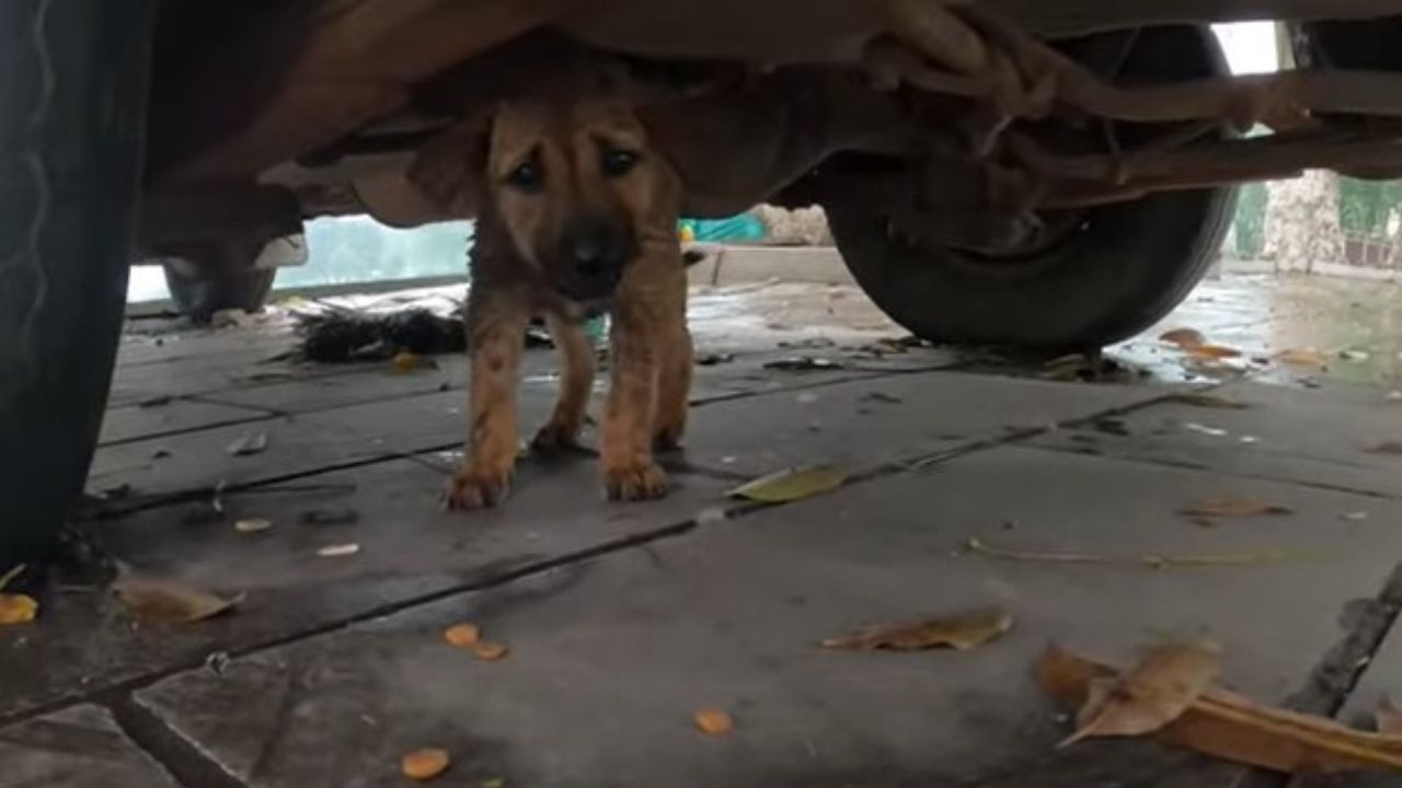 Cane trova riparo sotto l'auto