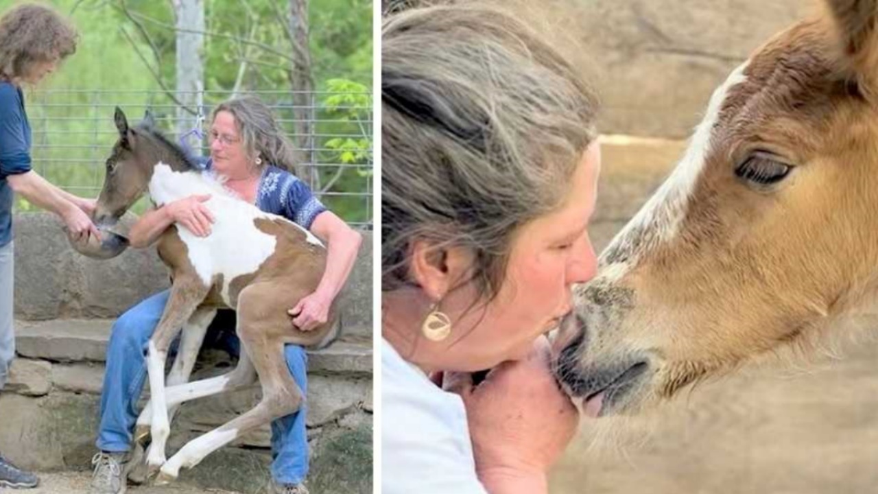 Puledri indesiderati salvati da una donna