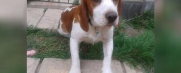 Cagnolino in attesa