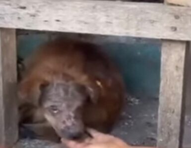 Cane spaventato sotto a un tavolo
