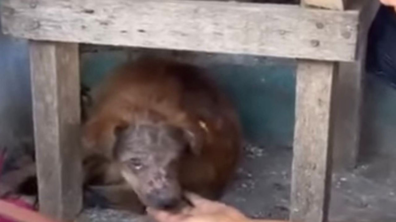 Cane spaventato sotto a un tavolo