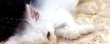 un gattino bianco malconcio