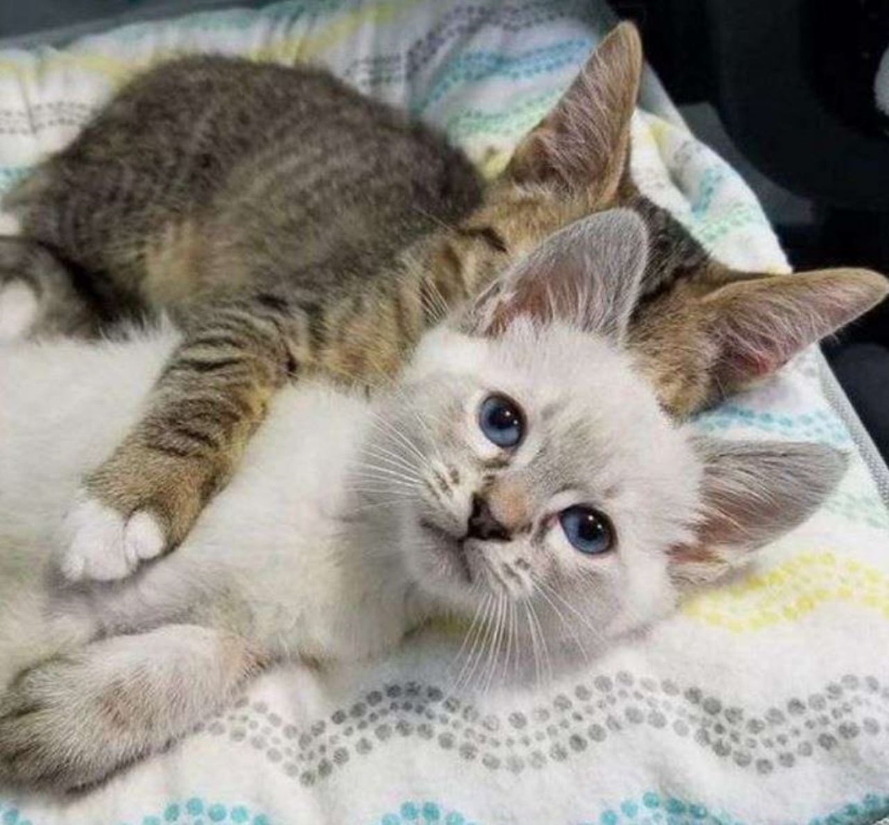 Due gattini che dormono insieme