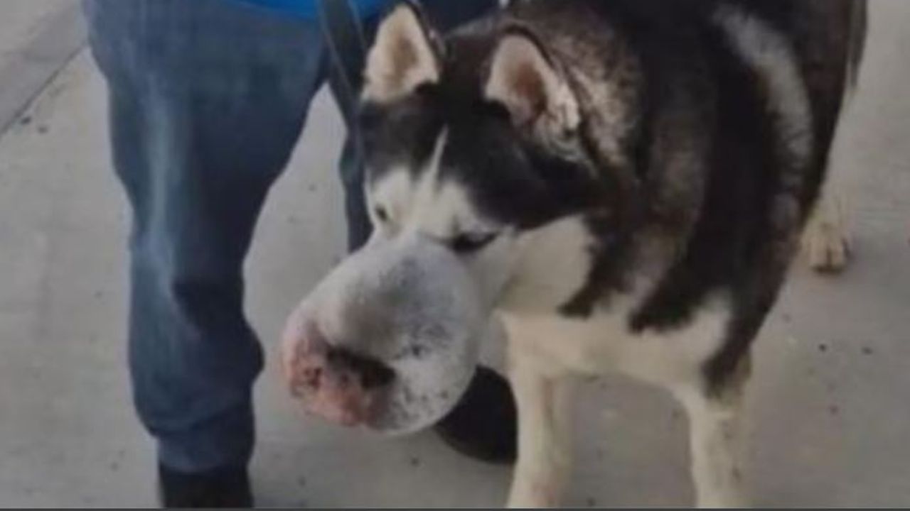 Un cane con un tumore sul muso
