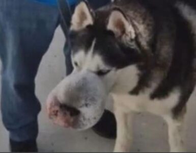 un cane di nome Rex