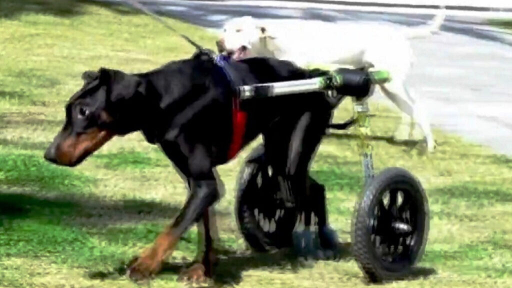 Adesso la cagnolina vive una vita felice e spensierata 