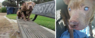 Pitbull cieco panchina