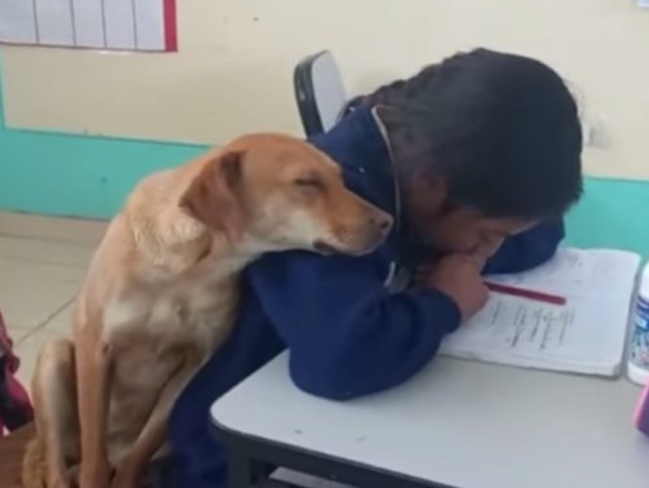 cagnolina aiuta spalla