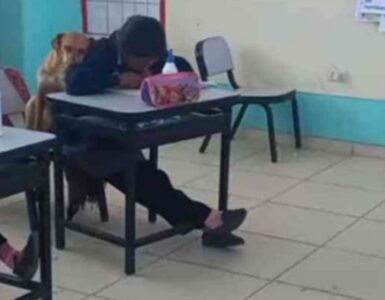 cagnolina aiuta banco
