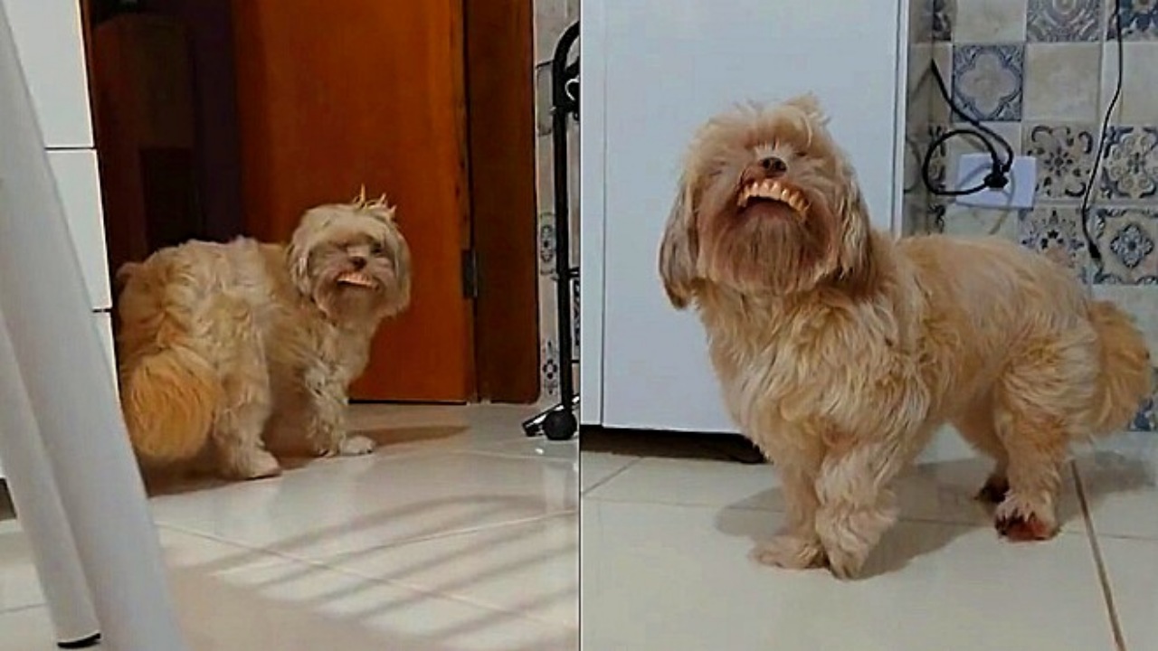 Shih-Tzu ruba la dentiera e sfoggia il suo sorriso