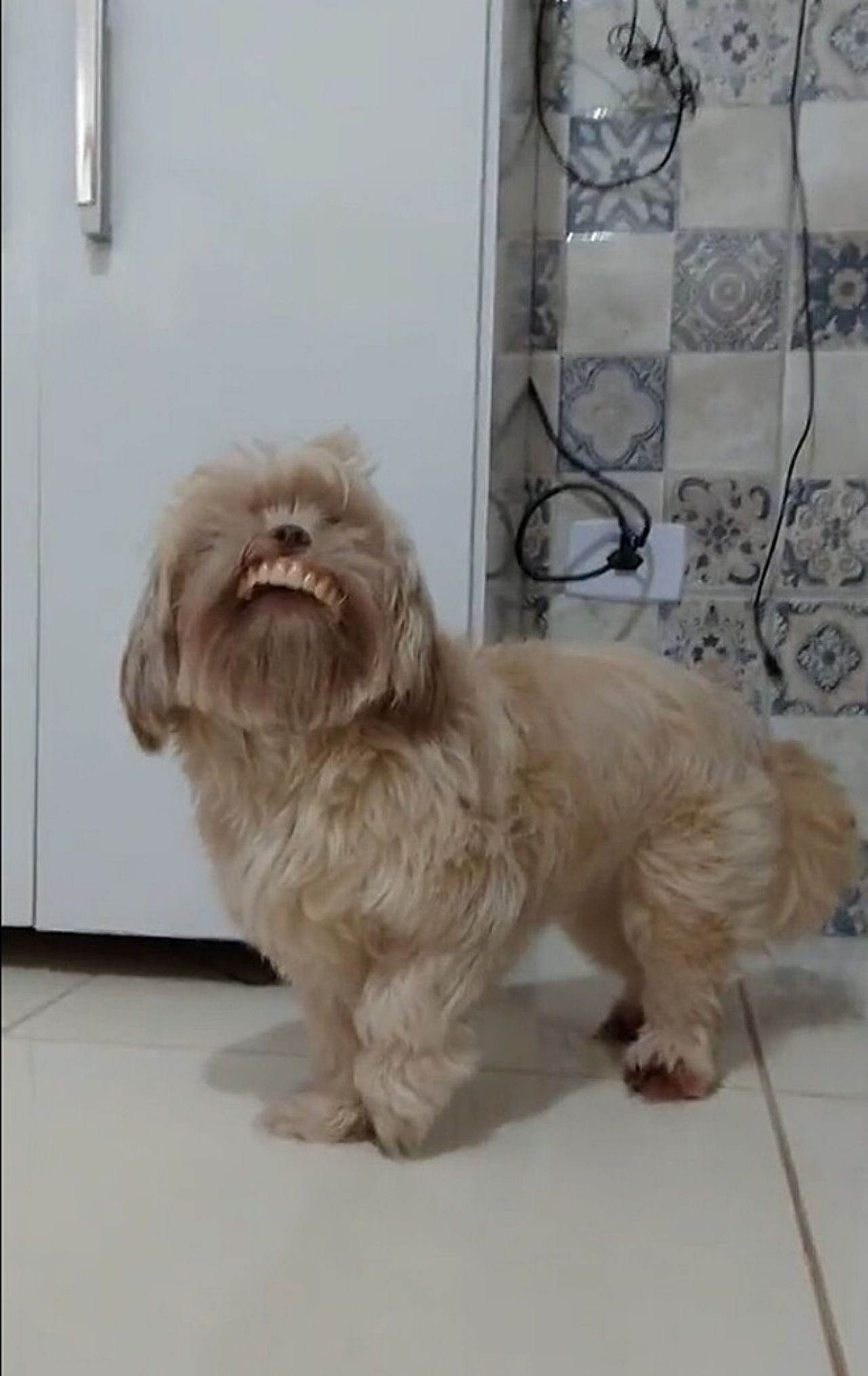 Shih-Tzu ruba la dentiera e sfoggia il suo sorriso