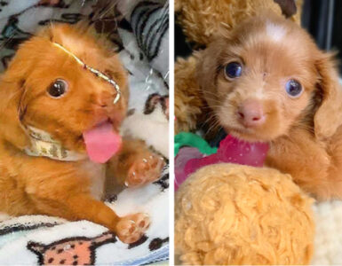 Questa povera cagnolina soffriva di gravi problemi respiratori