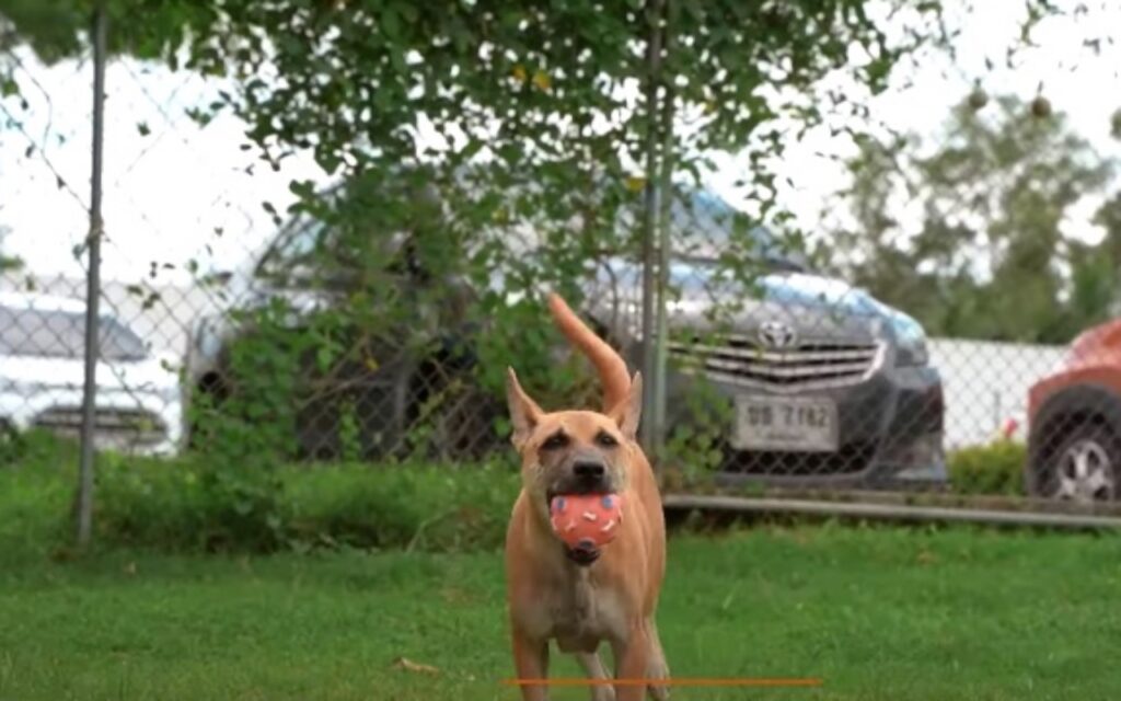 cagnolina gioca nel parco