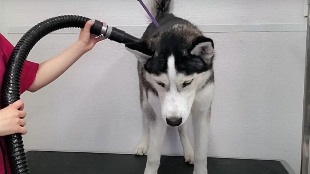 Gli husky sono una razza di cane molto giocherellona 