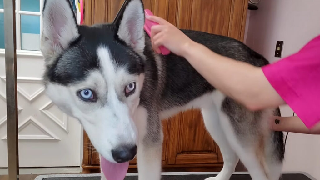 Questo studio mostra la verità dietro la toilettatura degli husky